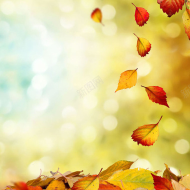 秋叶飘落金秋背景摄影图片