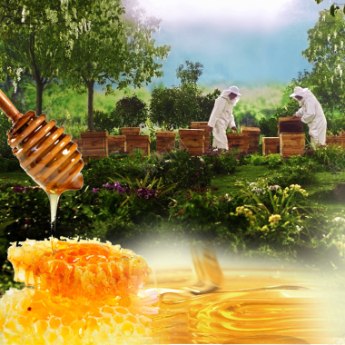 蜂蜜蜂巢食品主图背景