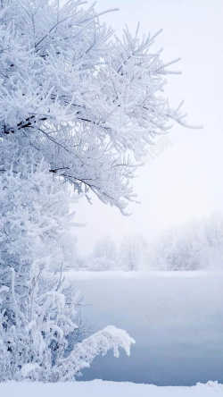 雪凇雾凇雪凇背景高清图片