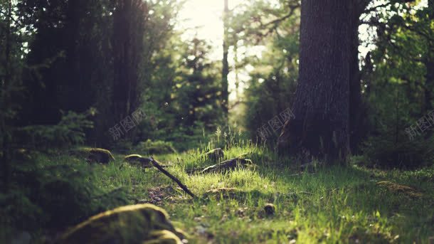 自然景象树木小草背景