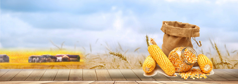 517农作物玉米丰收景色背景背景