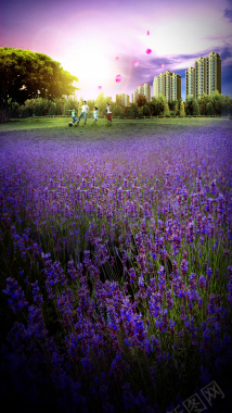 家门口的薰衣草花园h5背景摄影图片