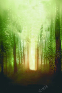 安谧绿色树林迷雾高清图片