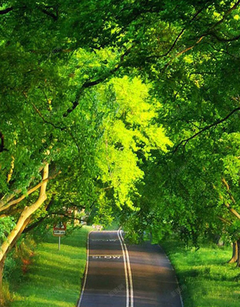 大树下的道路H5背景jpg_88icon https://88icon.com H5素材 大树 影子 摄影 树叶光影 树叶阴影 植物 绿色 道路 风景