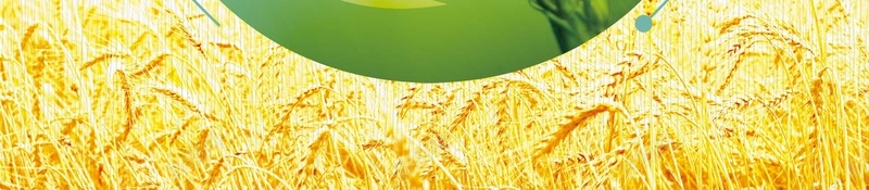 五谷杂粮丰收稻米小麦海报背景psd设计背景_88icon https://88icon.com 丰收 五谷杂粮 养生磨坊 包装 包装设计 大米 小米 小麦 有机杂粮 杂粮包装袋 标贴设计 水稻 海报 燕麦 牛皮纸 白面 碗筷子 稷 稻米 粗粮中国风 粮食 素材 细粮 菽 高粱 麦 麦子 黄豆 黍