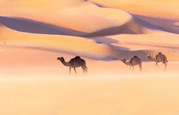 黄色沙漠里的骆驼背景