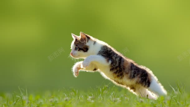 清新绿草地跳跃的小猫背景