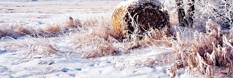 冬季雪地背景jpg_88icon https://88icon.com 冬季 寒冷 摄影 海报banner 野外 雪地 风景