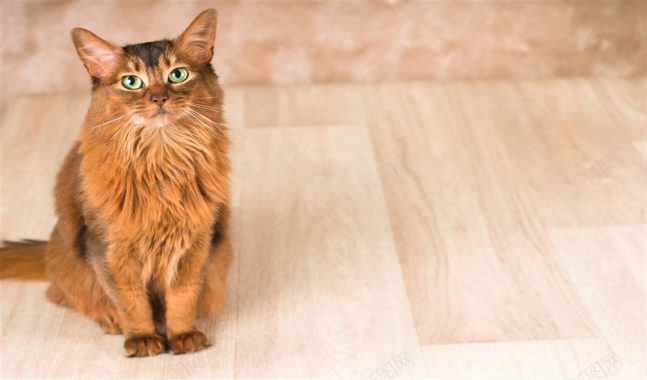 留守猫咪宠物木纹动物背景摄影图片