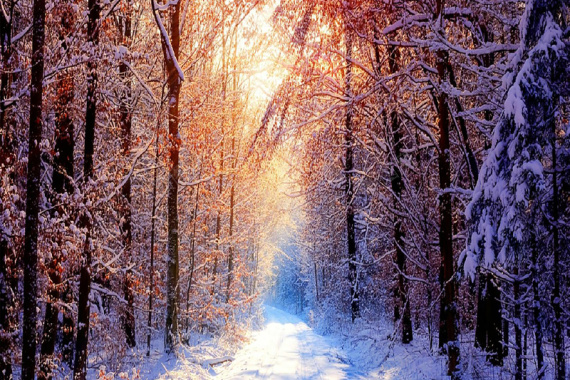 一缕温暖的阳光穿过冬日森林背景图摄影图片