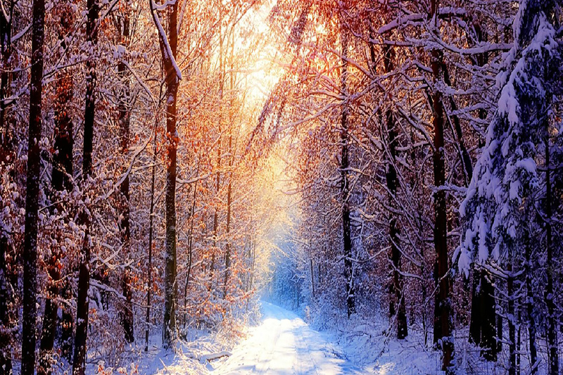 一缕温暖的阳光穿过冬日森林背景图jpg_88icon https://88icon.com 冬天 摄影 温暖 阳光 风景