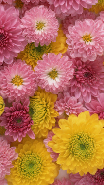 花朵花瓣平铺H5背景摄影图片