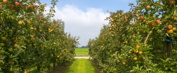 苹果园背景图美丽的苹果树景色高清图片