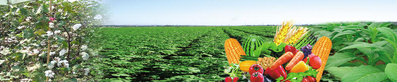 农业产品图psd设计背景_88icon https://88icon.com 棉花 水果 海报banner 绿色 茶园 蔬菜