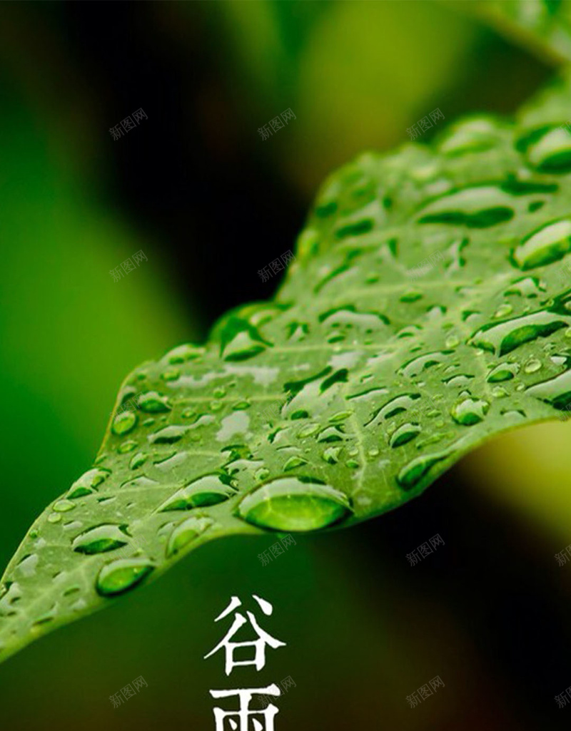 谷雨H5背景jpg设计背景_88icon https://88icon.com H5素材 中国风 树叶 水珠 绿色树叶 谷雨