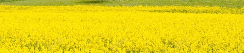 油菜花节海报背景模板psd设计背景_88icon https://88icon.com 旅游 早春三月 春天 春游 油菜花 油菜花节 海报 简约 背景 踏青