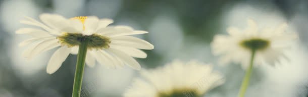淘宝温馨淡雅白色花朵海报广告背景背景