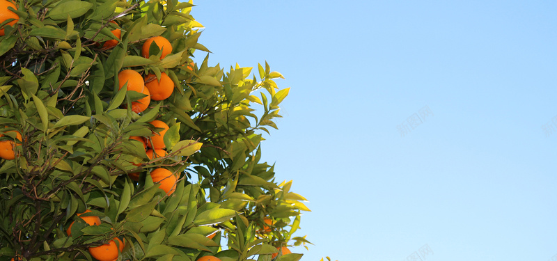 橘子树蓝天风景背景摄影图片