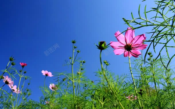 绿色草地上的粉色野花jpg设计背景_88icon https://88icon.com 粉色 绿色 草地 野花