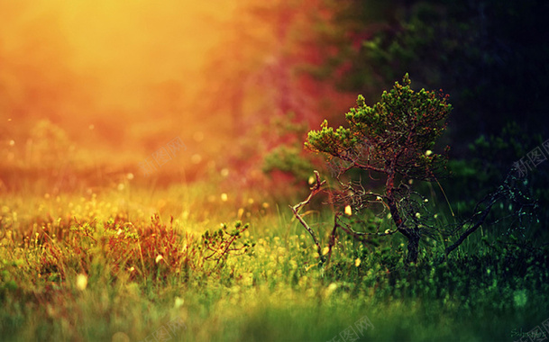 温暖阳光下的绿色草地生机植物摄影图片