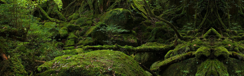 绿色森林背景摄影图片