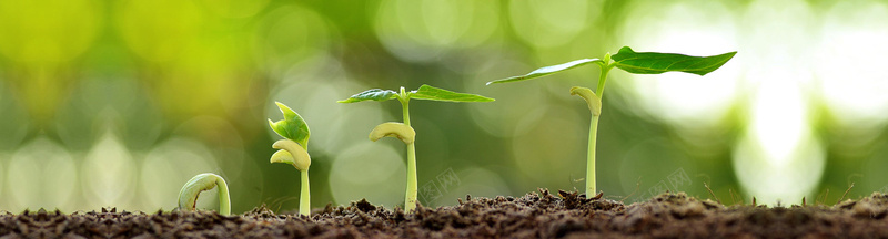 绿色植物背景摄影图片