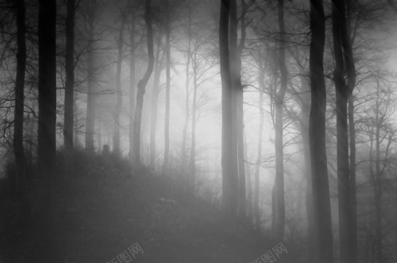 弥漫着浓雾的树林风背景