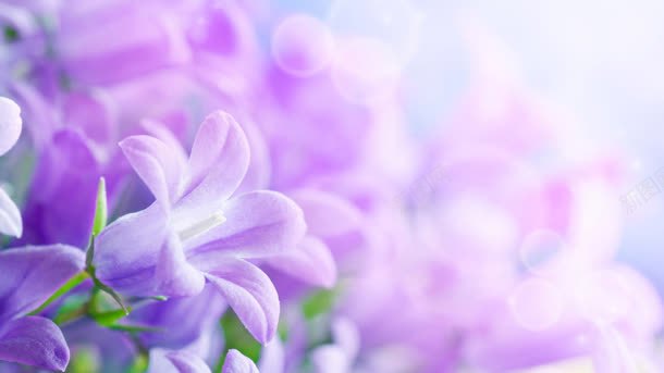 紫色盛开花朵壁纸背景