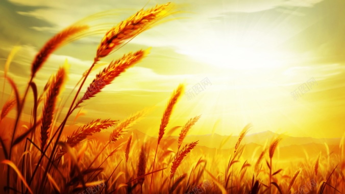 小麦粮食背景模板摄影图片
