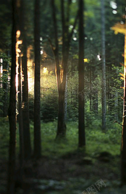 阳光沐浴森林背景图摄影图片