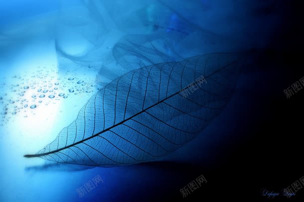 神秘黑蓝色半透明树叶jpg设计背景_88icon https://88icon.com 树叶 神秘 蓝色 透明