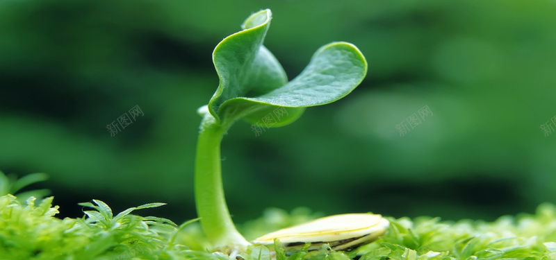 绿色希望养眼植物淘宝banner摄影图片