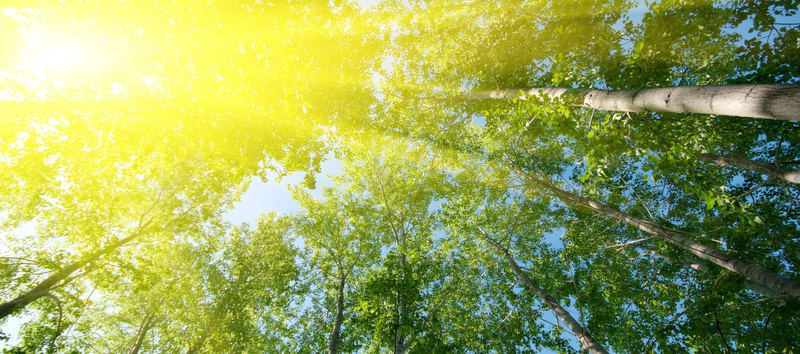 夏日清新阳光树林背景摄影图片