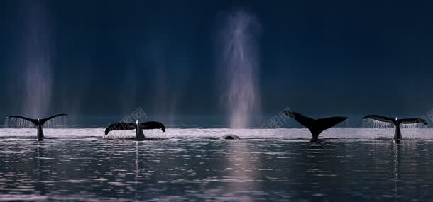 大海上的海豚背景