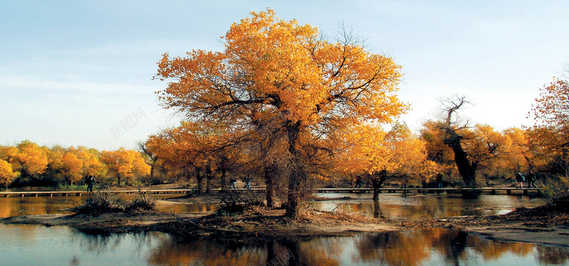 唯美胡杨林jpg_88icon https://88icon.com 唯美 摄影 树 树林 海报banner 胡杨林 风景 黄色