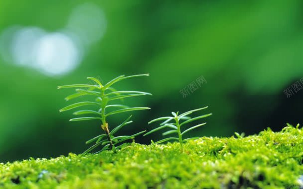 绿色植物自然生长背景
