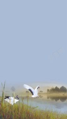 芦苇白鹤蓝色风景商业H5背景摄影图片