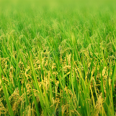 农业农产品稻田背景背景