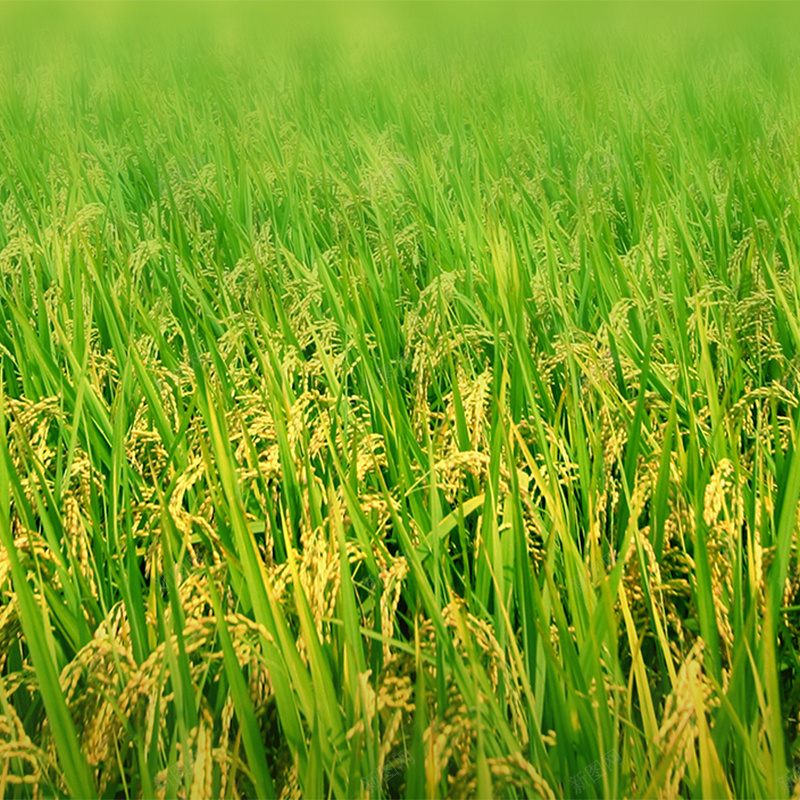 农业农产品稻田背景psd设计背景_88icon https://88icon.com 主图 农业 农产品 小清新 文艺 稻田 简约 背景