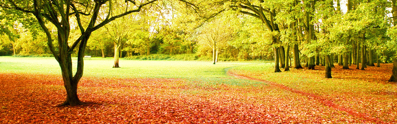 秋季金色背景摄影图片