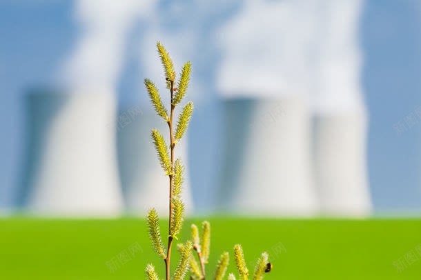 狗尾巴草特写jpg设计背景_88icon https://88icon.com 其它类别 图片素材 植物 狗尾巴草 狗尾巴草特写图片 狗尾巴草特写图片素材下载 狗尾草 背景图案 背景花边