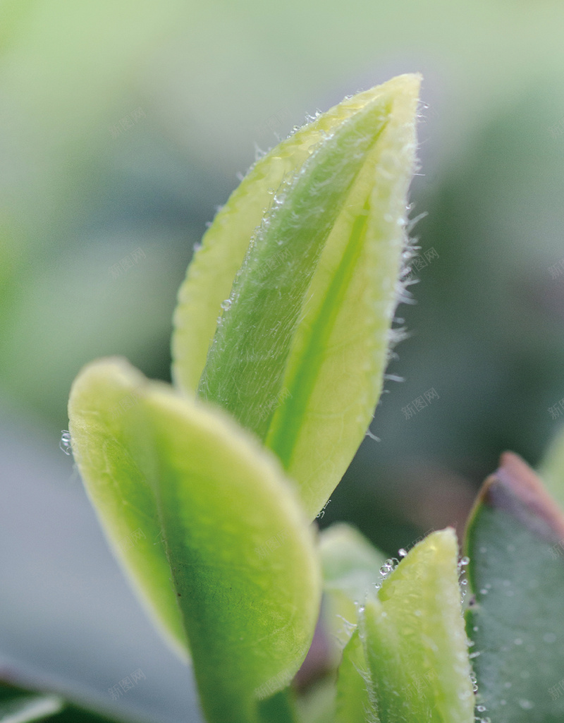 崂山绿茶茶芽5jpg设计背景_88icon https://88icon.com 崂山 崂山绿茶 春茶 茶芽