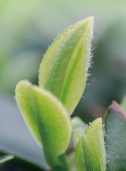 崂山绿茶崂山绿茶茶芽5高清图片