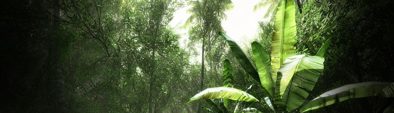 原始森林香蕉树风景banner壁纸摄影图片
