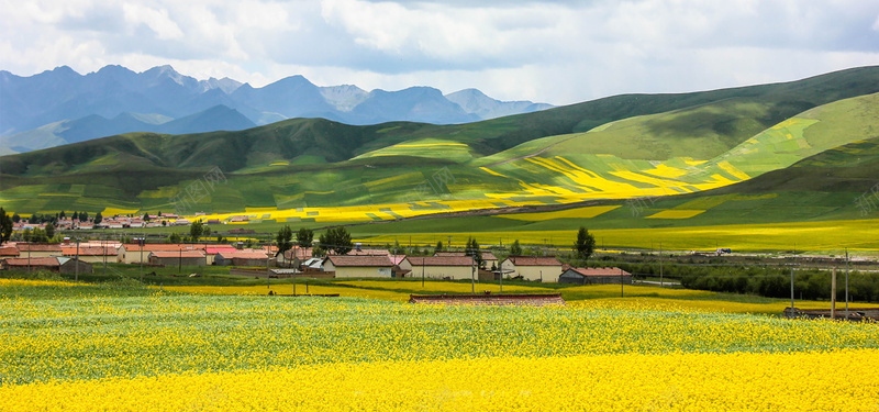 油菜花背景Banner背景