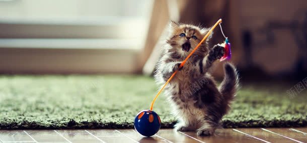 可爱小猫背景jpg设计背景_88icon https://88icon.com 动物 可爱 小猫