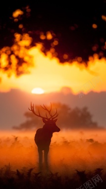 麋鹿夕阳H5背景摄影图片