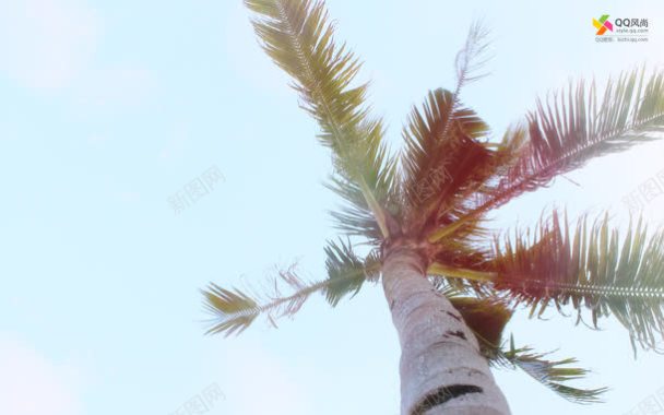 椰树海南风壁纸背景