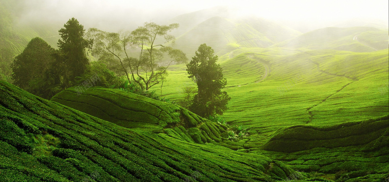 绿色文艺梯田大气风景背景图jpg设计背景_88icon https://88icon.com 大气梯田图 小清新 广告 开春 文艺 春天 春季 活力 简约 素材 绿色 背景 自然风光 设计 踏春