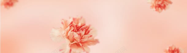 粉色唯美花朵背景背景